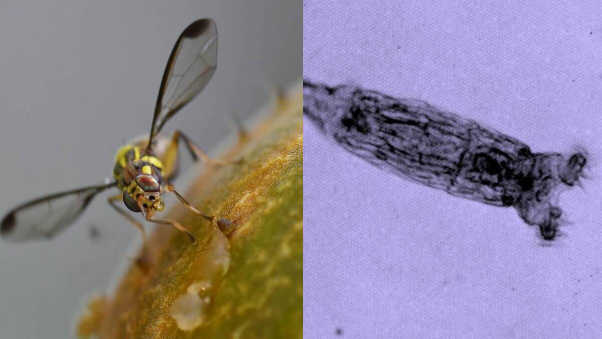 How some animals withstand deadly radiation levels