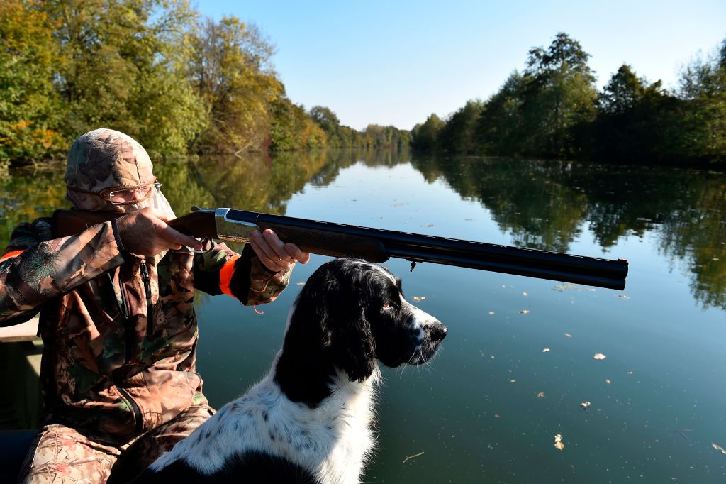 Top Gun Dogs 2026: Here are the 12 most popular breeds of adorable ...