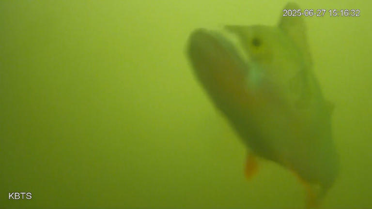 Spring fish migration begins in the Netherlands with help from ...