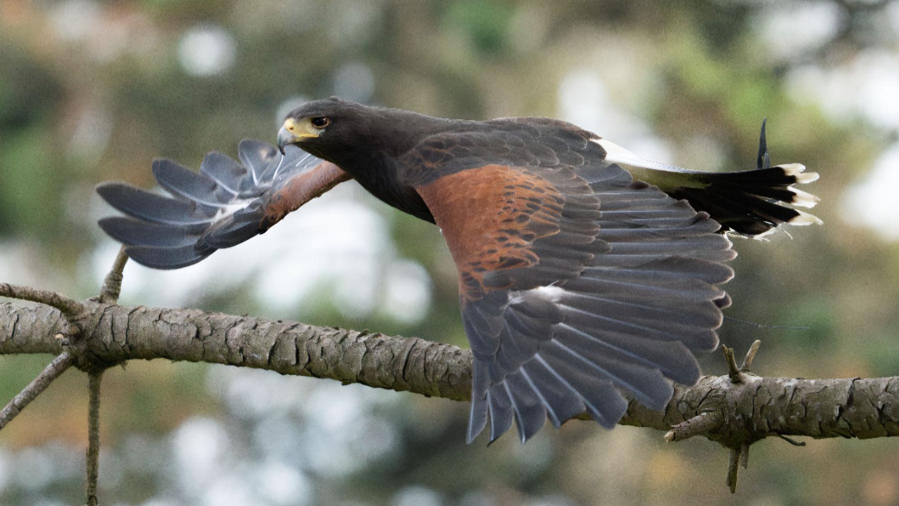 AA1Z7IJ5 My Adopted Hawk's Role in My Cancer Recovery