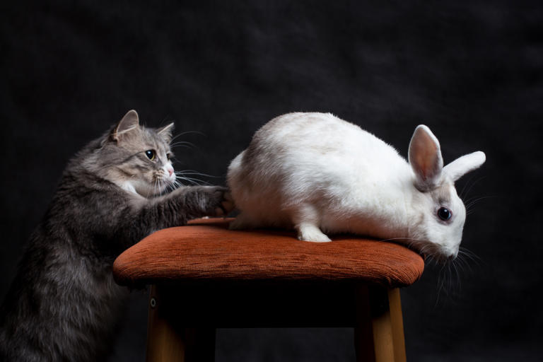 Maine coon cat's sweet friendship with family's bunny will instantly ...