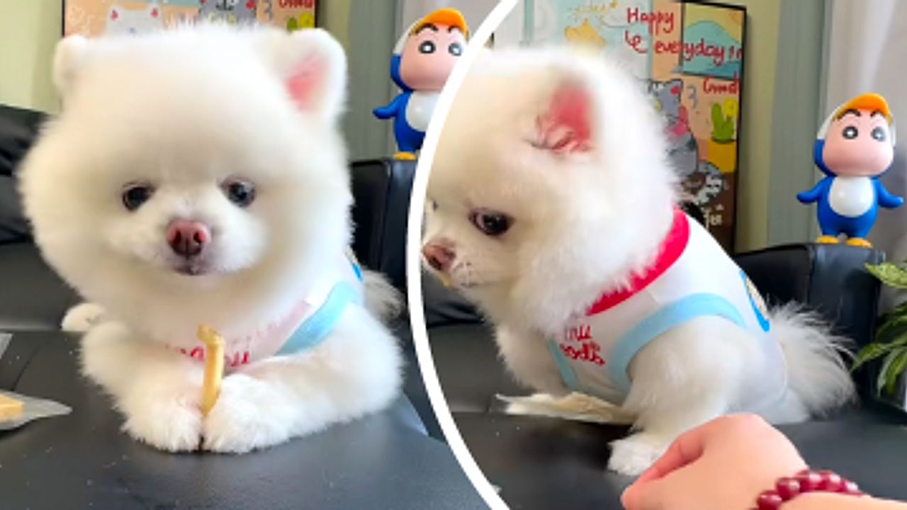 Don't even touch it! A dog goes viral for its funny “side-eye”