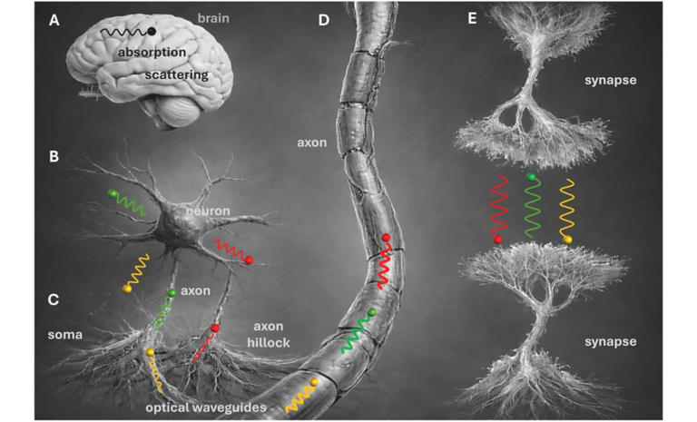 Scientists say light particles traveling through brain tissue could be ...