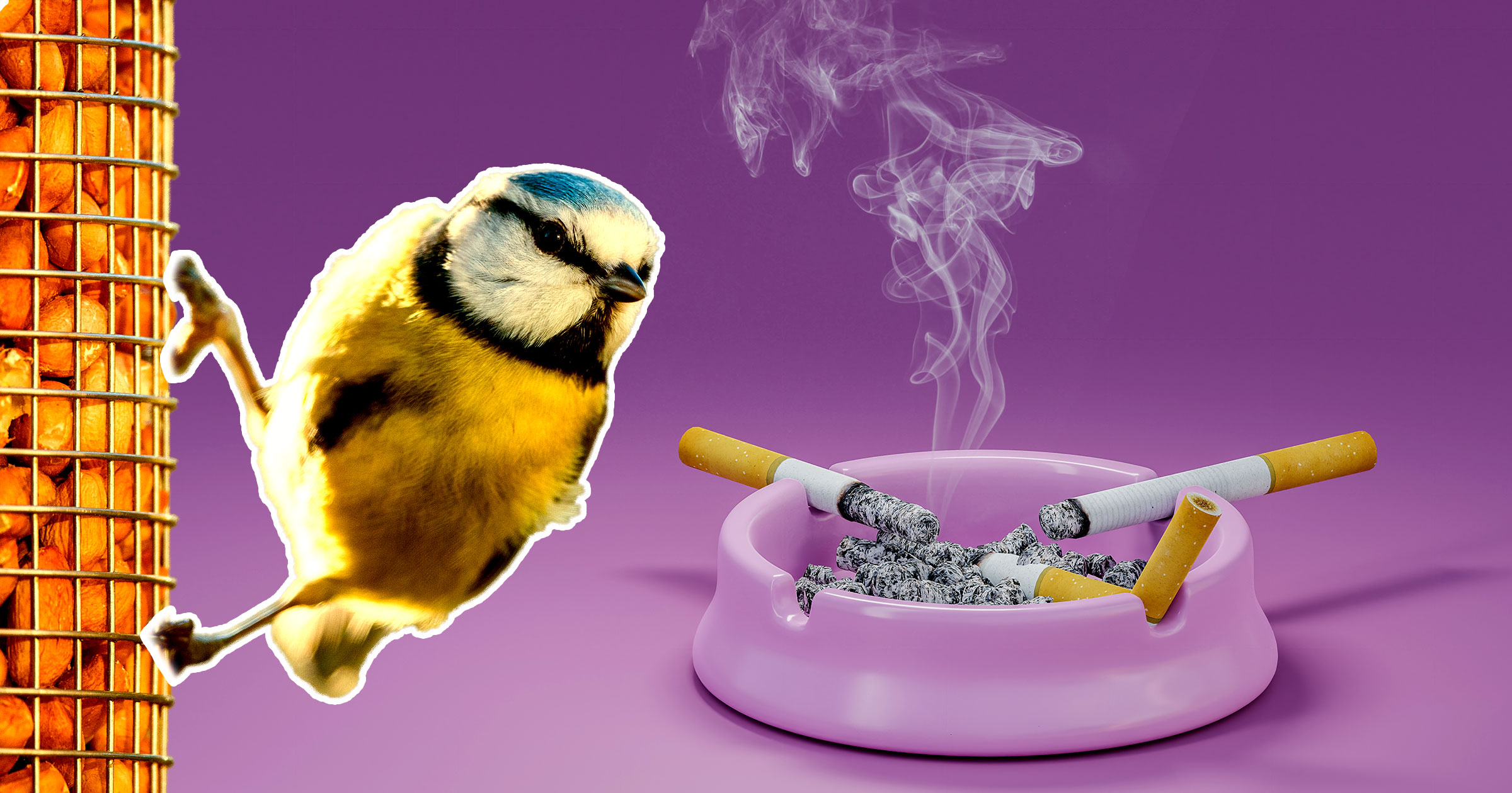 Birds are getting hooked on cigarettes