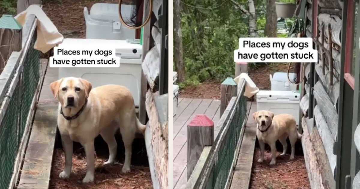 Photo inspiration: Fresh Look at Dogs Get Stuck In The Most Unusual Of Places