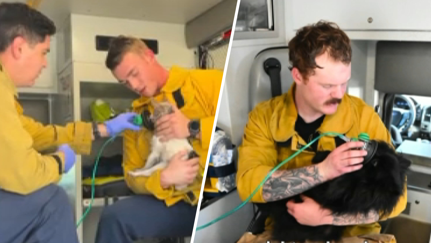 Firefighters rescue 2 small dogs from burning home in La Verne