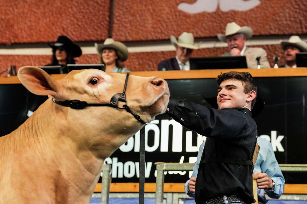Houston Livestock Show and Rodeo's grand champion steer, Zinger, sells ...
