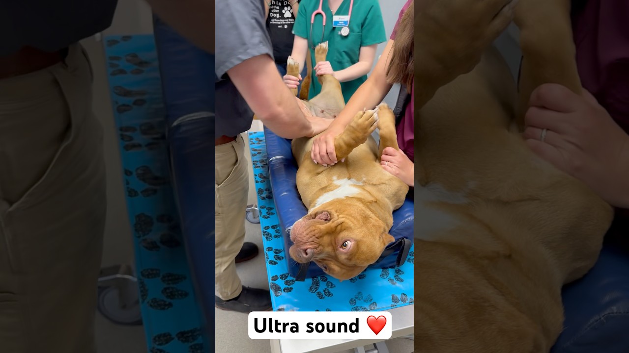 Owner is stunned after his dog masters a difficult task