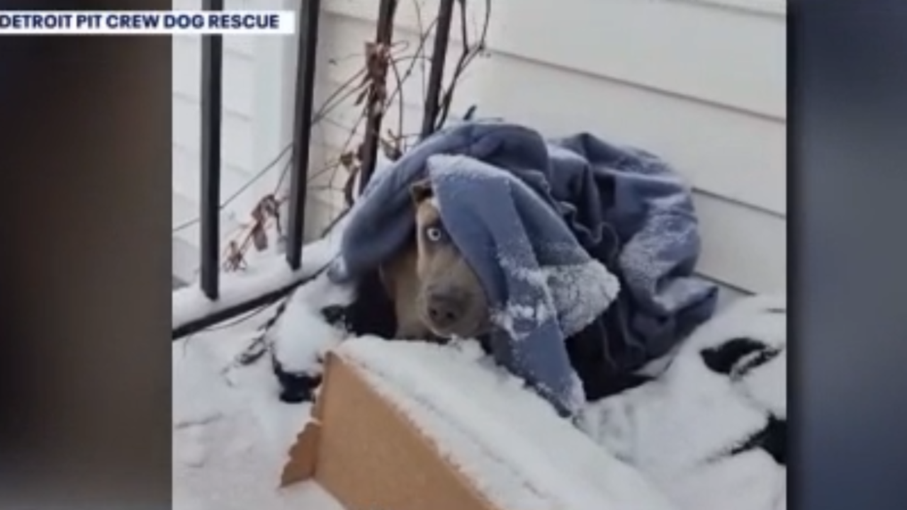Detroit police designate first officer to take on animal cruelty cases