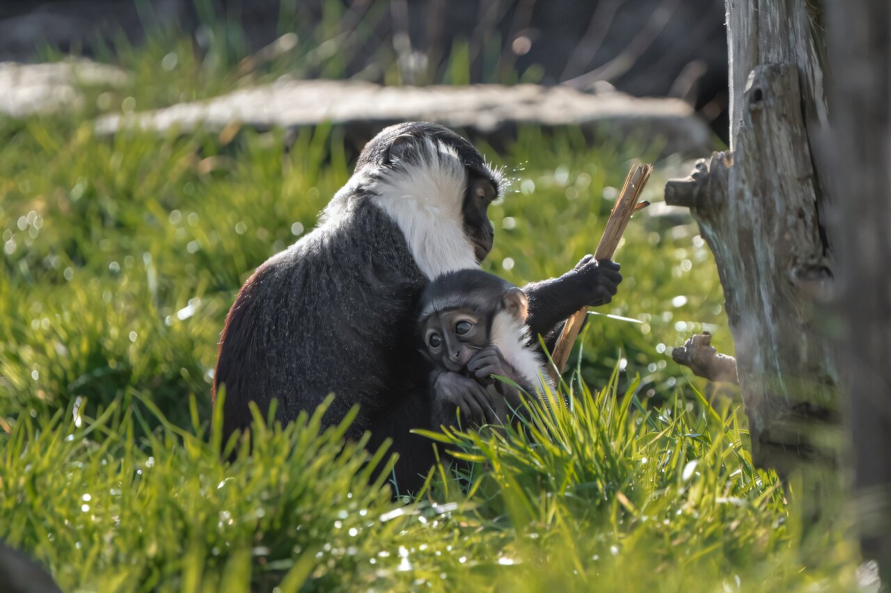 Critically endangered monkey gives birth after surgery saves her foot