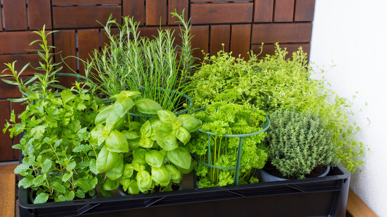 12 flavorful herbs that thrive inside hanging baskets