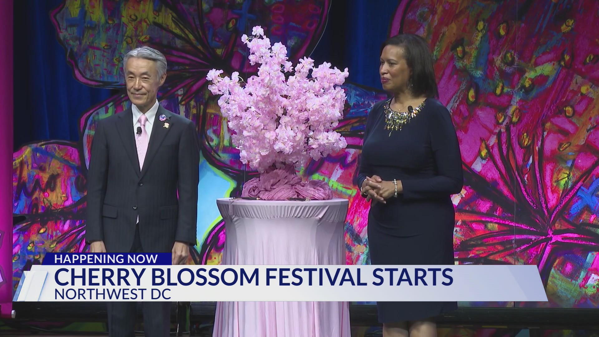 Cherry blossom festival begins in the district