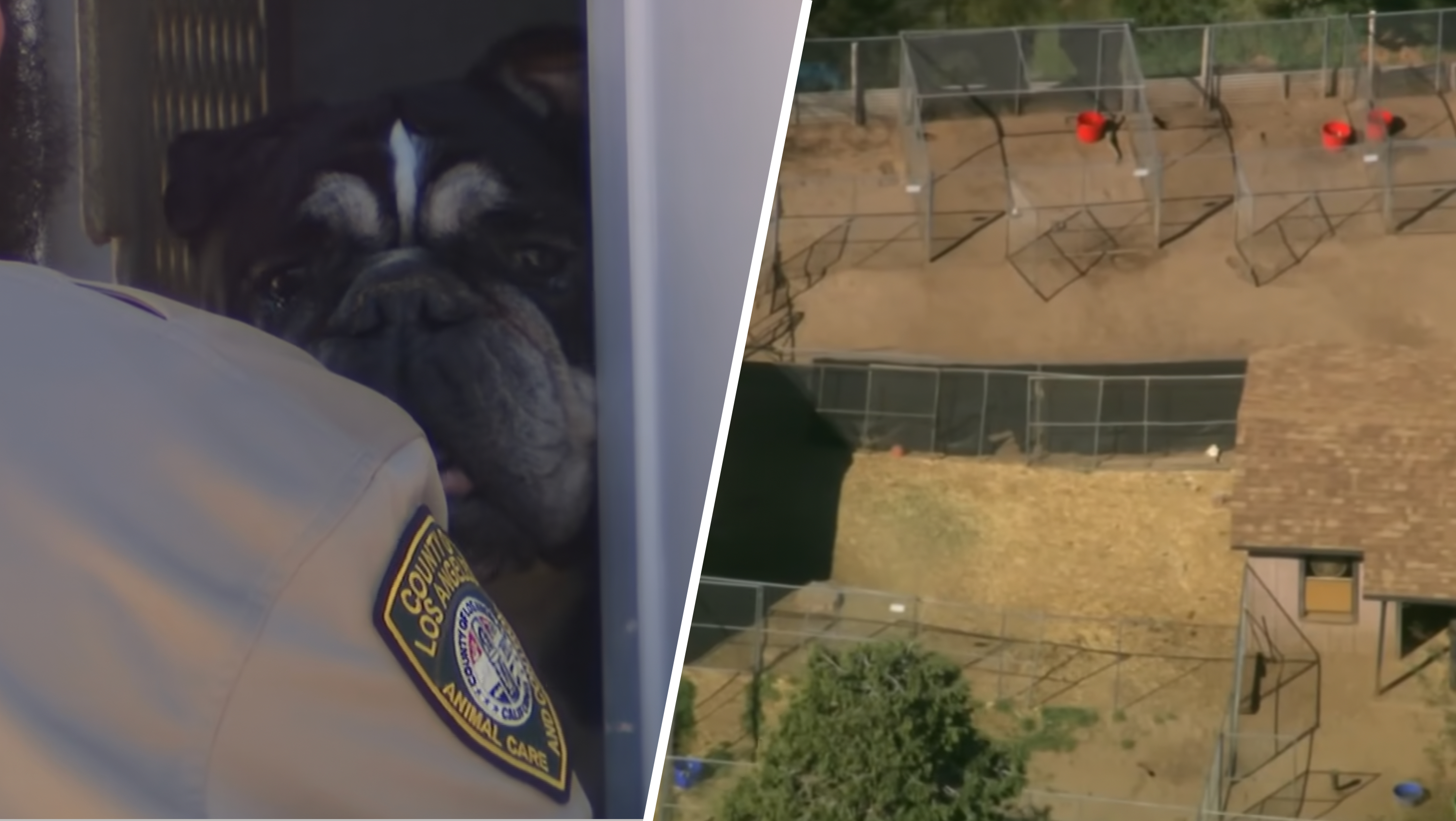 Shelters seek adopters after LA County removes more than 300 animals