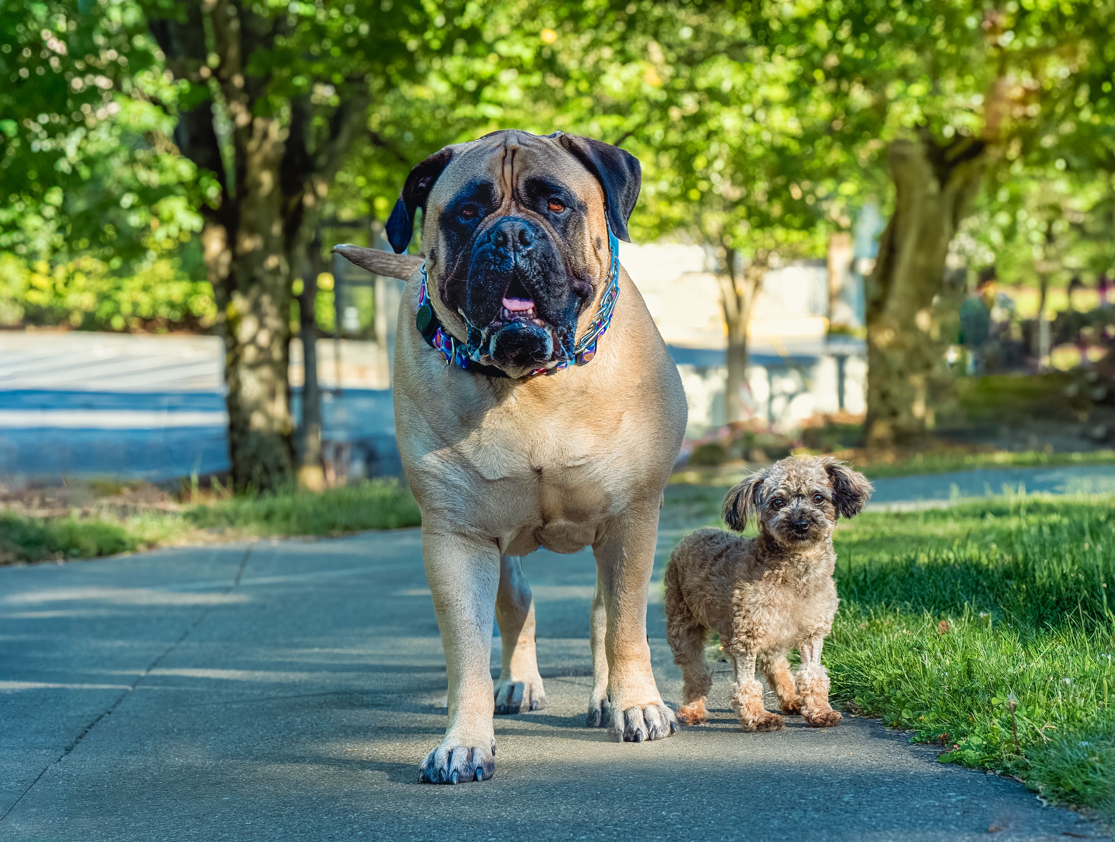 Big dog or small dog? What your choice says about you, according to expert