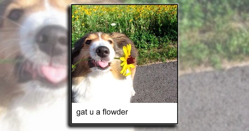 21 heartwarming dog memes for your morning cup of pawsitivity