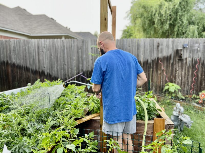 Best watering schedule for different types of vegetables