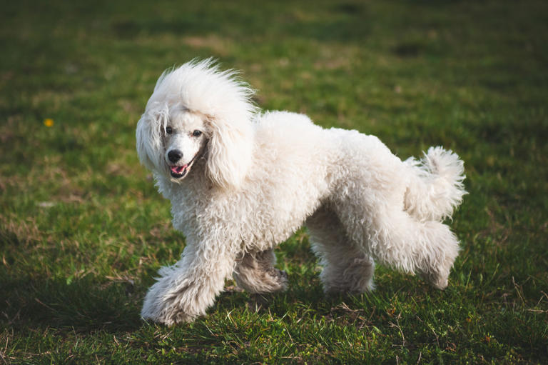 The 8 easiest dog breeds to potty train, according to experts