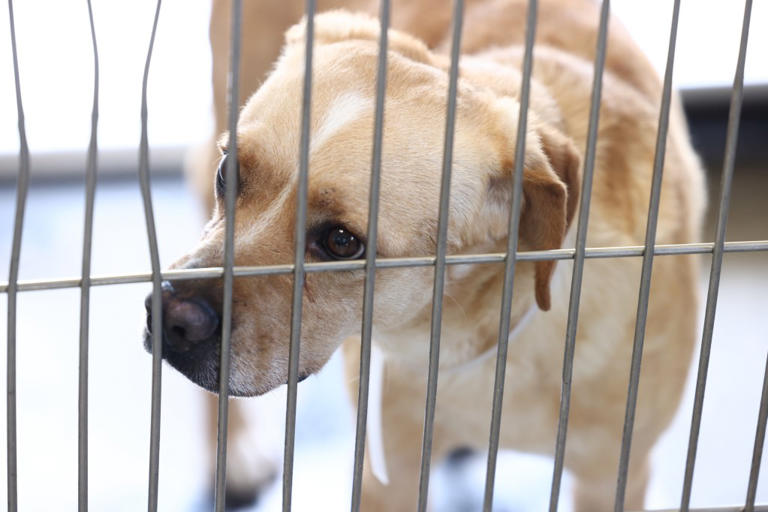Dogs and cats seized in record-breaking animal rescue could be caged ...
