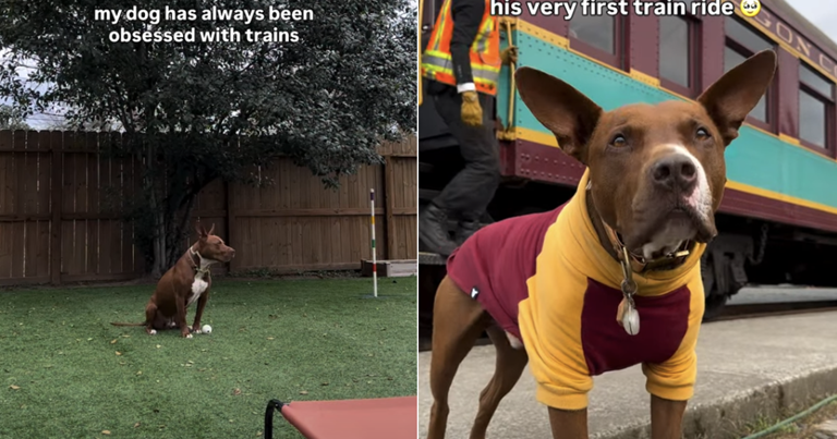 Dog soaks in first train ride from the window seat