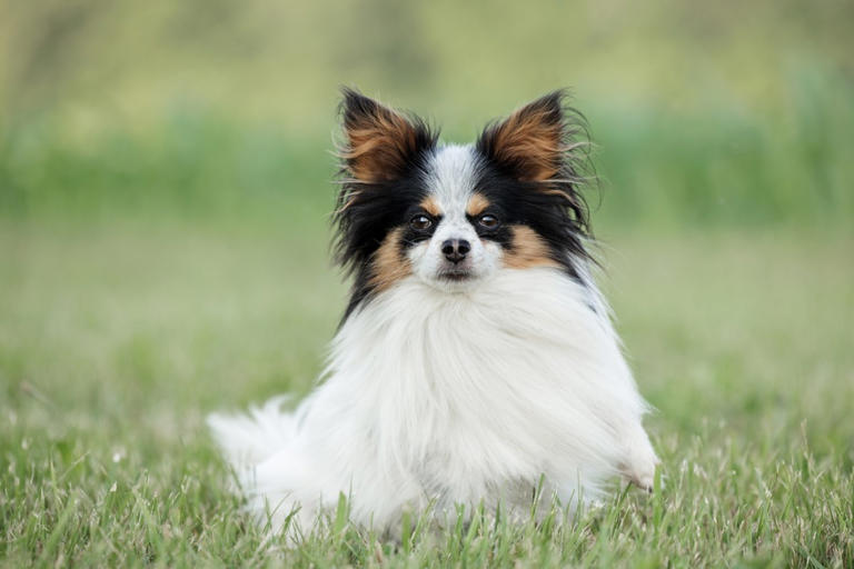 The 8 easiest dog breeds to potty train, according to experts