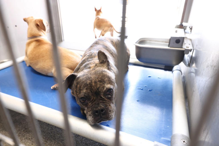 Dogs and cats seized in record-breaking animal rescue could be caged ...