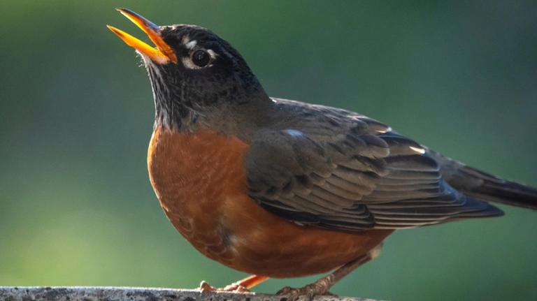 What's that bird singing in your yard this spring? Here's how to tell
