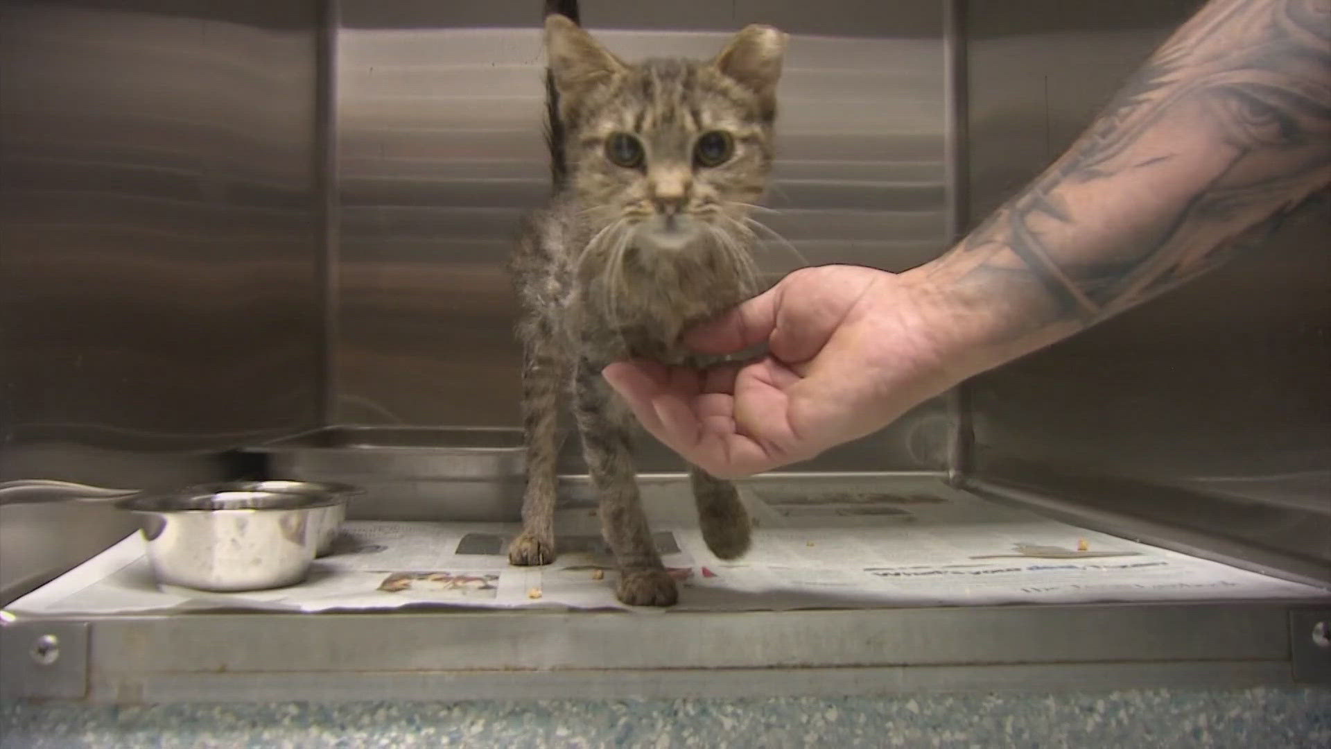 Dozens of cats rescued from 'deplorable' Garland home in largest case yet