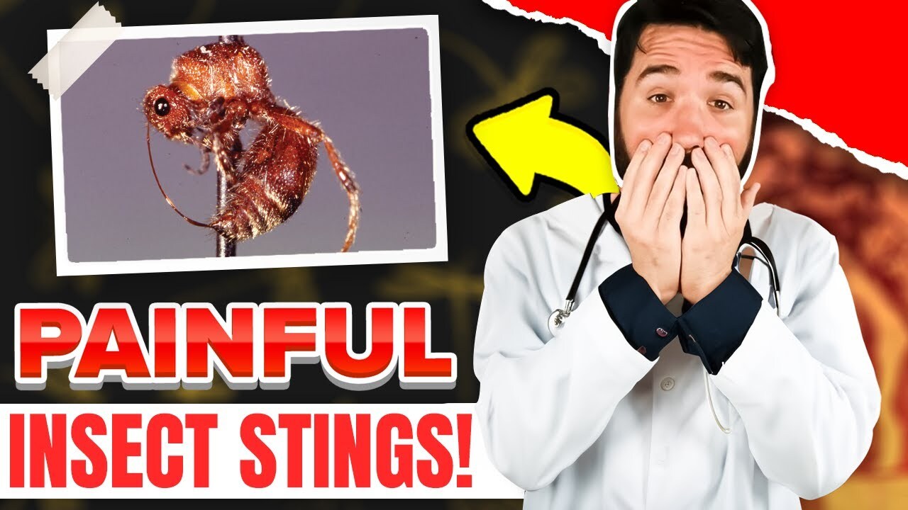 25 most painful insect stings in the world