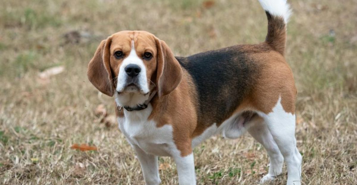 Closed doors never go unnoticed by these 16 dog breeds