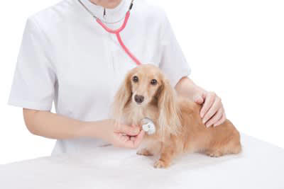犬が『キャン』と急に鳴く心理5つ 痛みや苦痛を感じている可能性も…