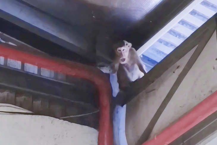 Bắt được 3 con khỉ quậy phá khuôn viên công ty ở xã Xuân Thới Sơn, TP.HCM