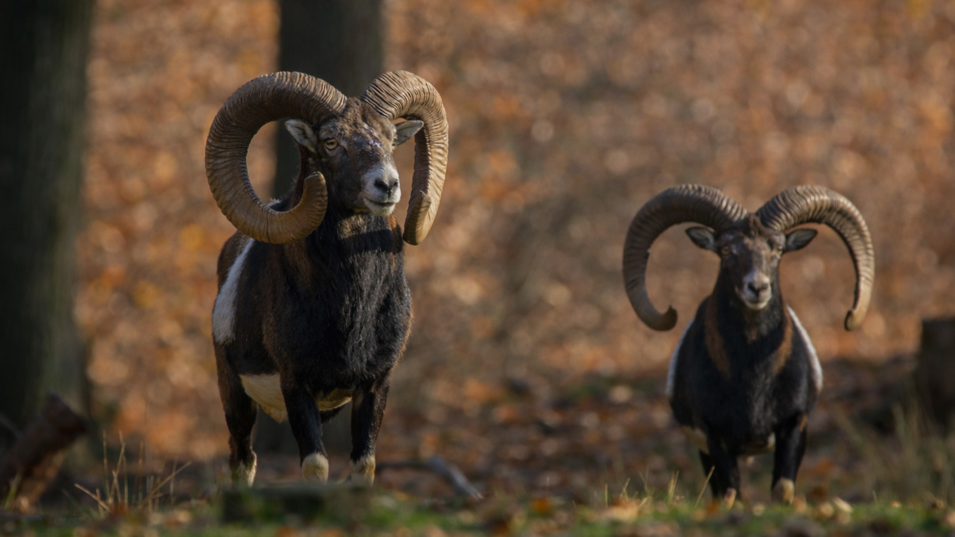 Hidden camera footage shows two rams watching their surroundings