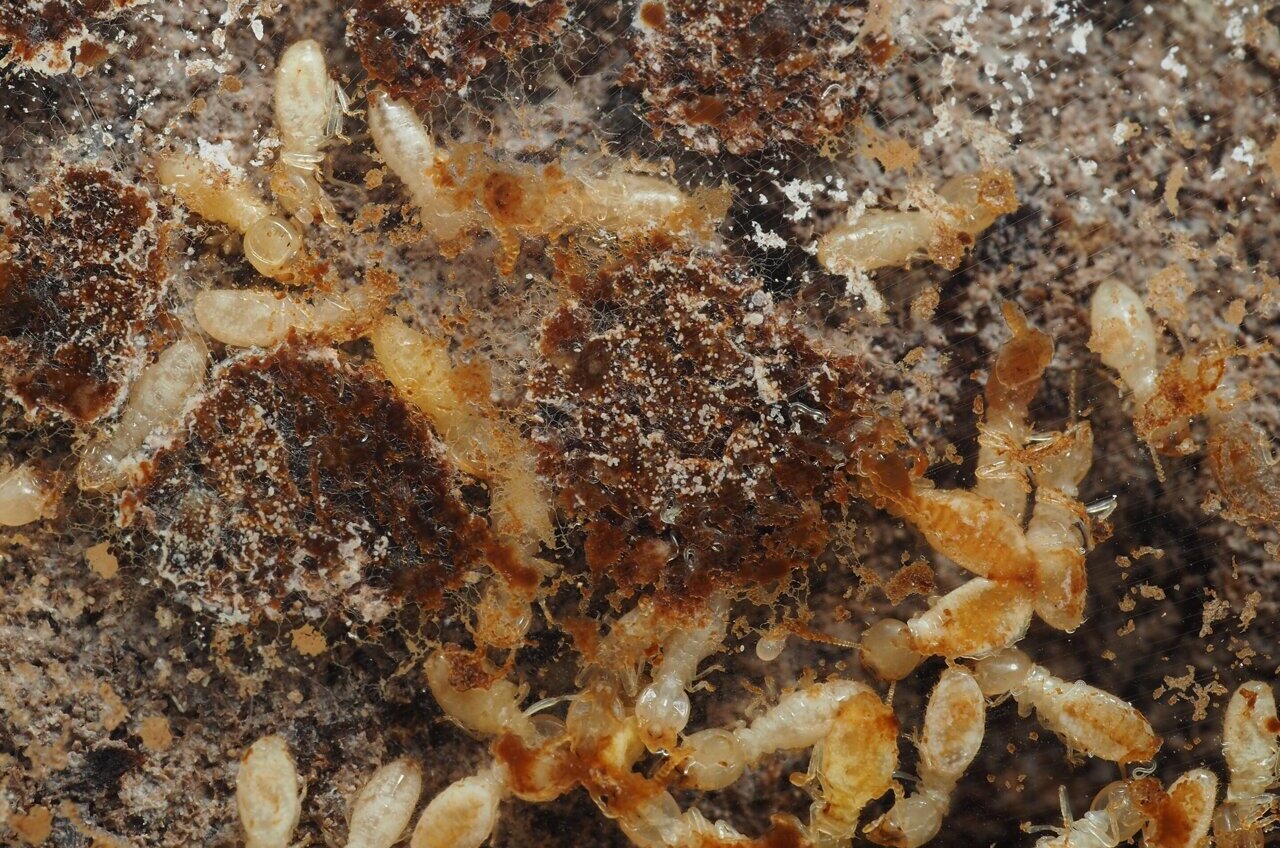 Altered colony chemistry reveals a process that destroys termite societies