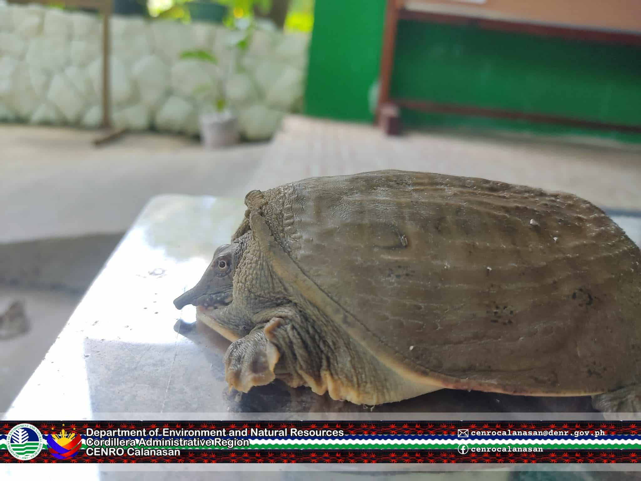 Chinese softshell turtle caught in Apayao
