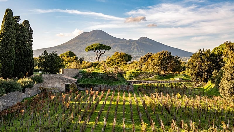 From the old to the new: Pompeii project revives ancient wine making ...