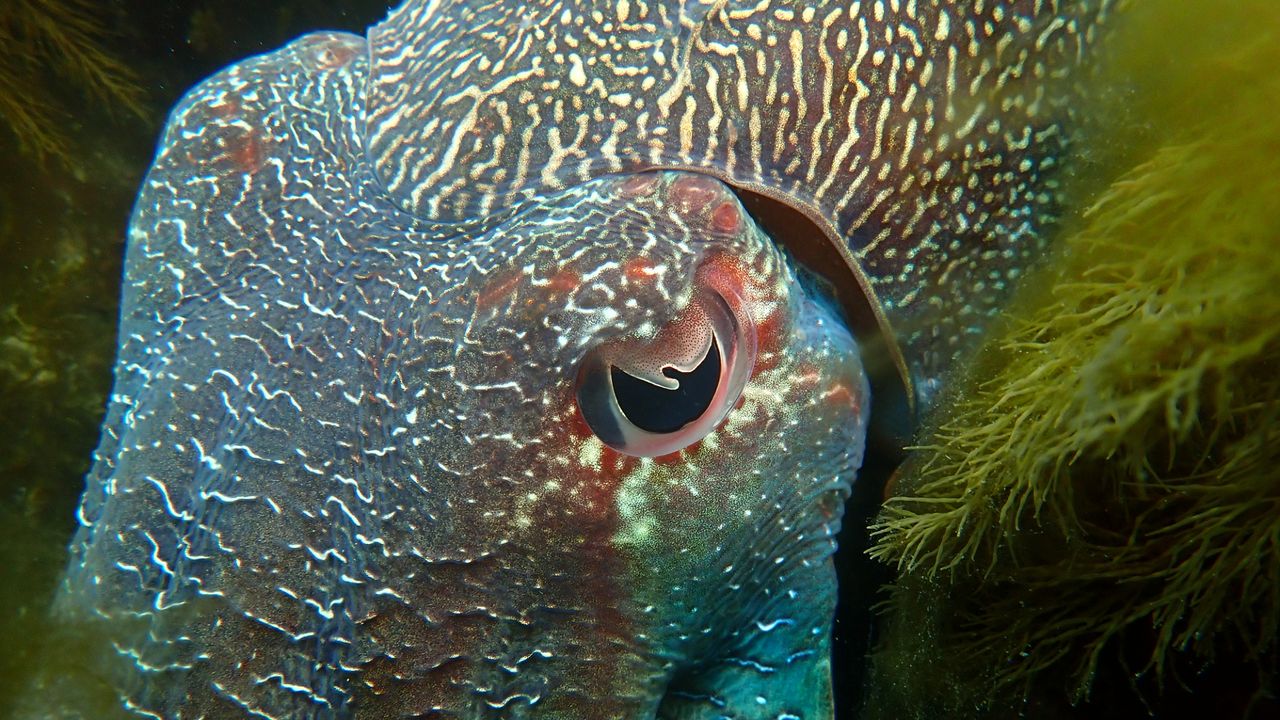 Why do animals have different pupil shapes?