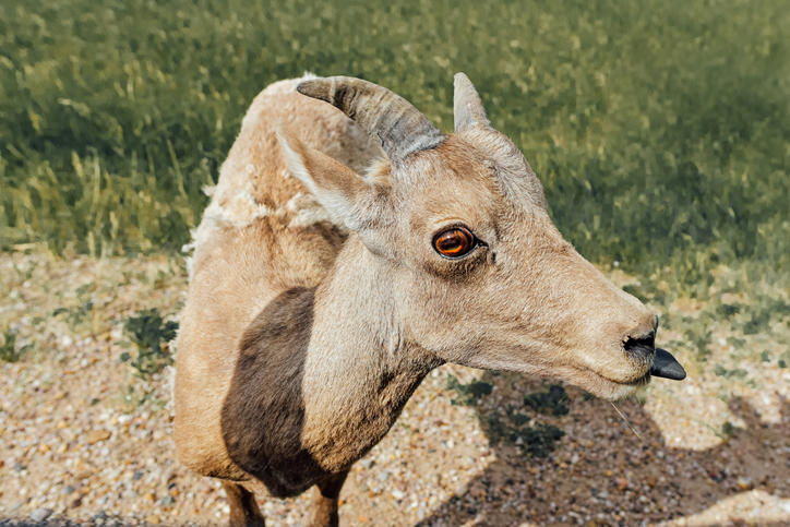 Why do animals have different pupil shapes?