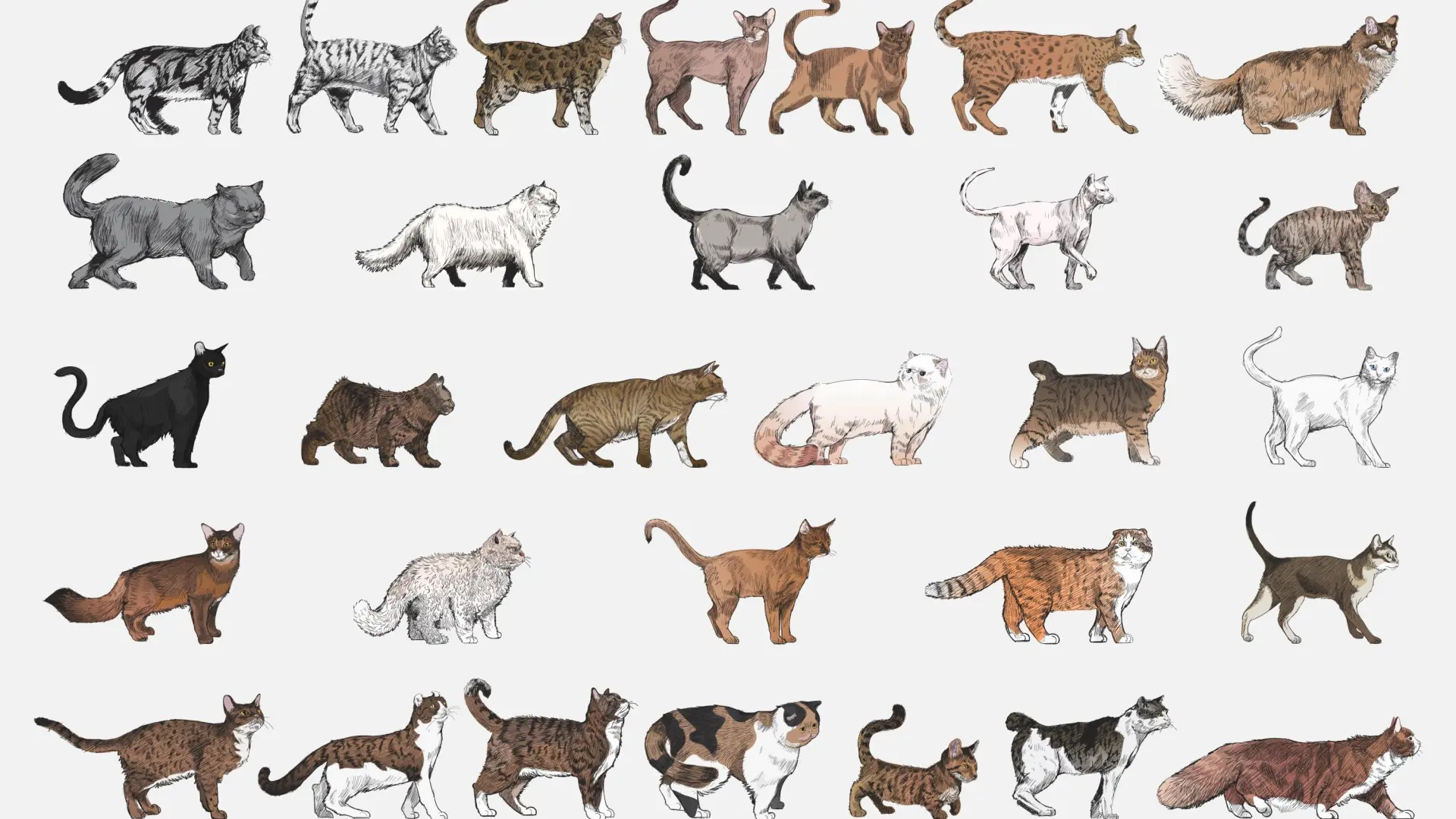 Razas felinas, diversidad genética y por qué el gato doméstico común ...