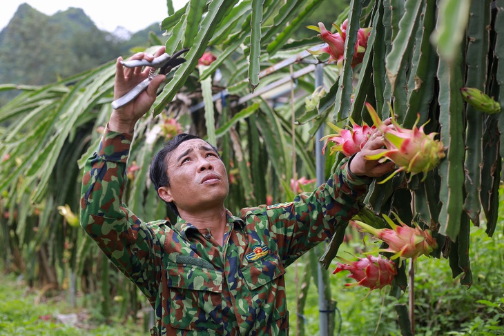 Nếu thanh long, chanh leo tiếp tục vi phạm, nguy cơ bị EU tăng kiểm soát, thậm chí từ chối nhập khẩu