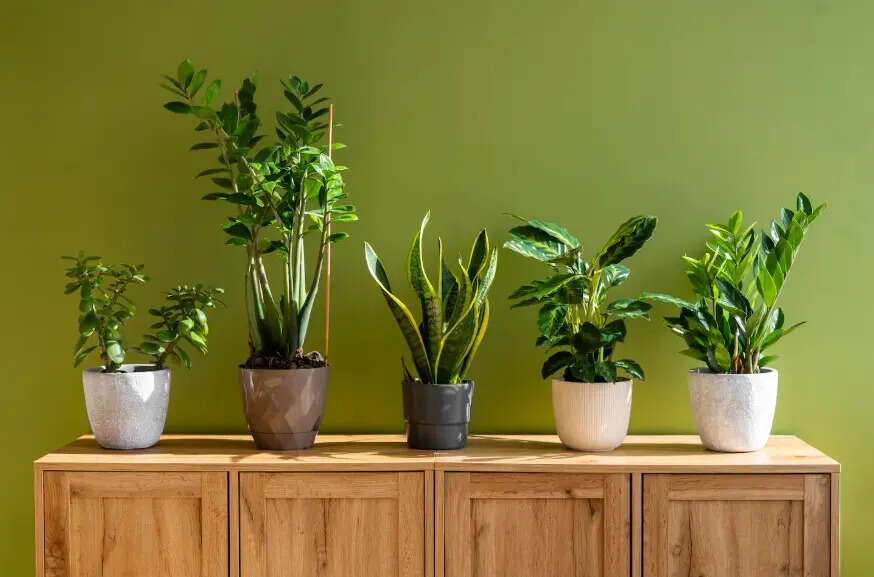 10 best plants for small balconies that need minimal space