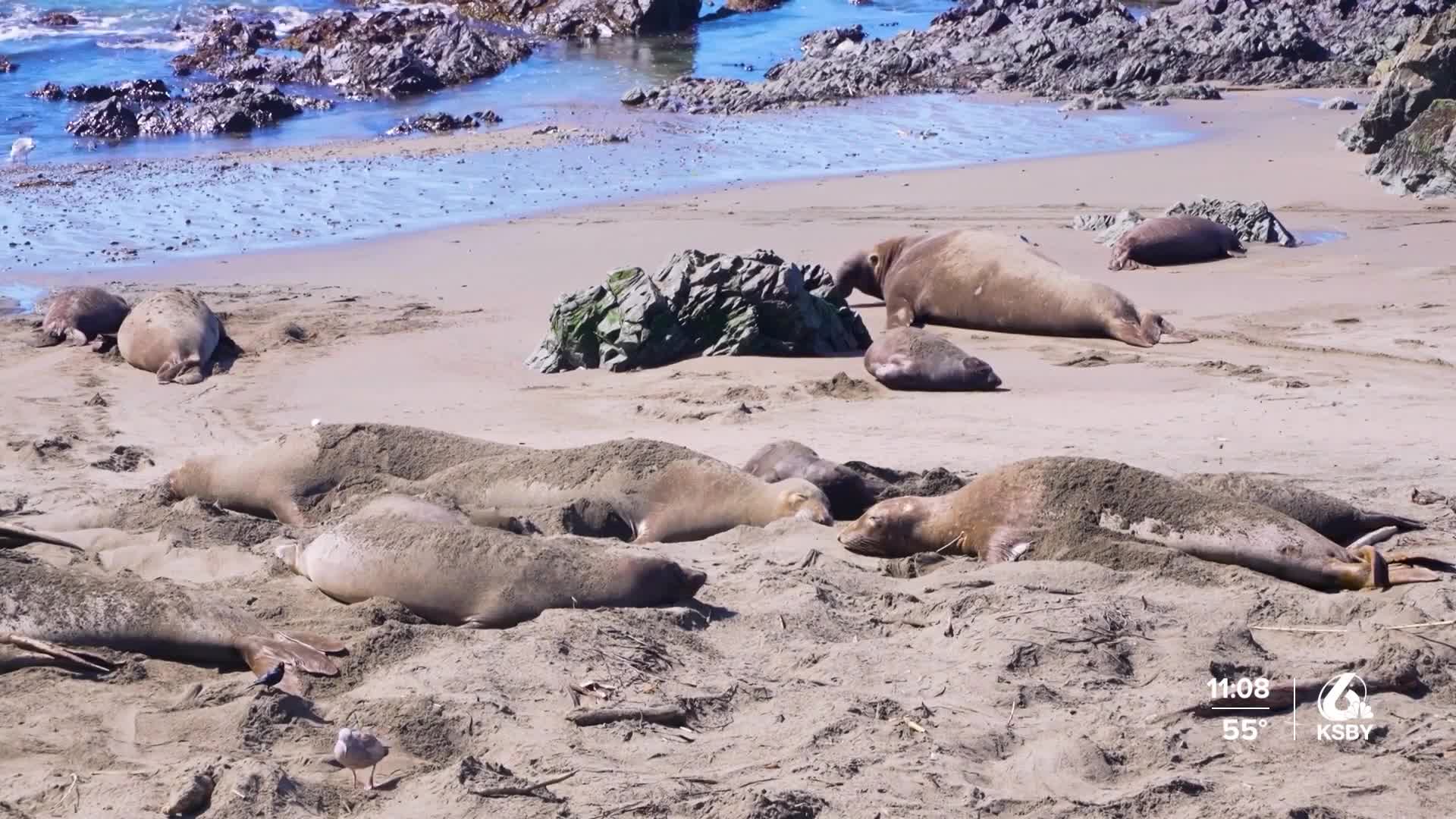 San Luis Obispo County reports first case of bird flu in a marine mammal