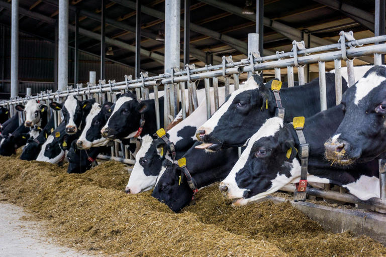 Weather related pressures now impacting on farm businesses: Ulster Bank ...