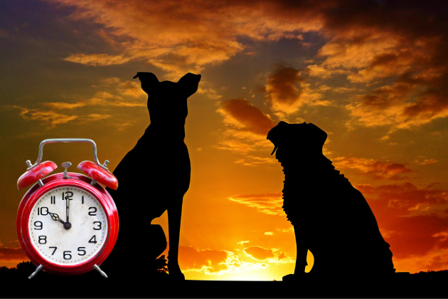 Spring forward, paws back: How the clock change can disrupt your dog’s ...