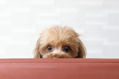 犬を『嫌な気持ち』にさせる飼い主の行動5つ 無意識にやってない？改善すべきタブー行為とは