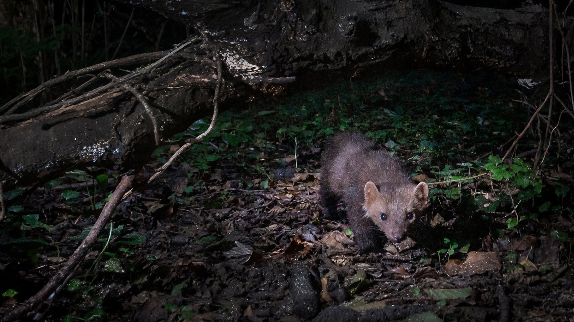 How camera traps captured secret animal moments