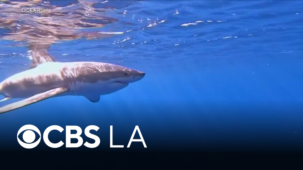 White sharks clinging to Southern California coast after warm winter ...