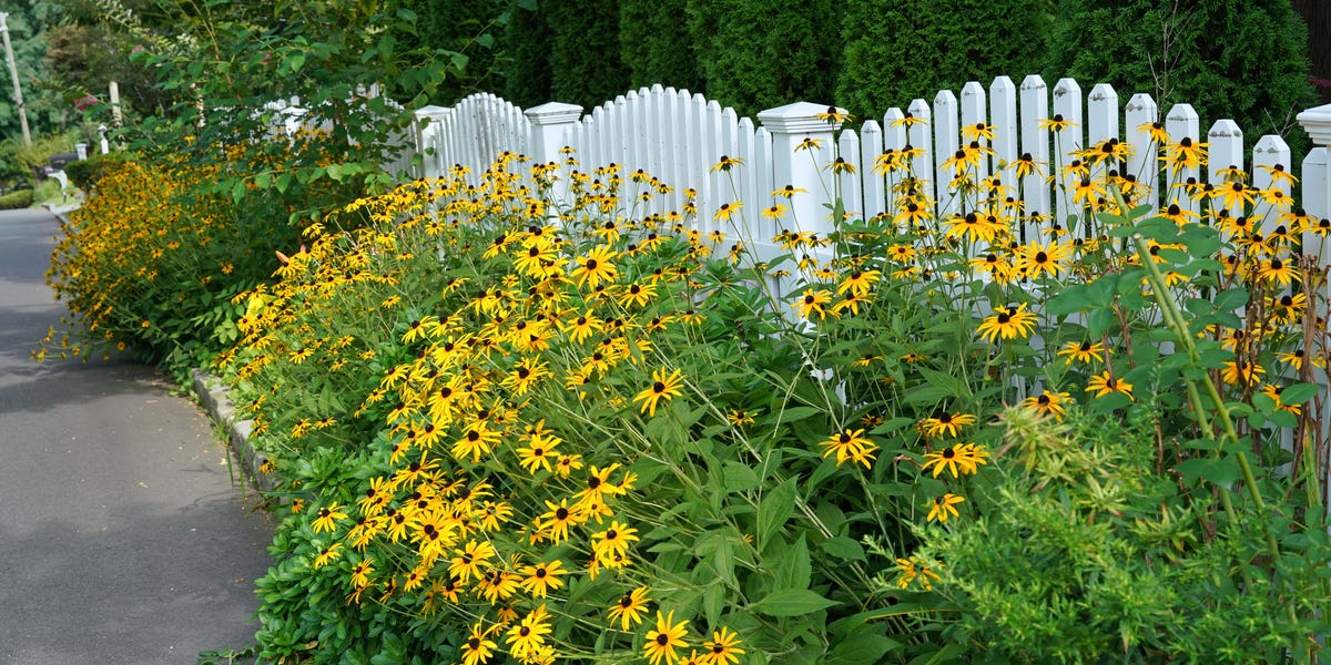 These long-blooming perennials just keep going (and going)