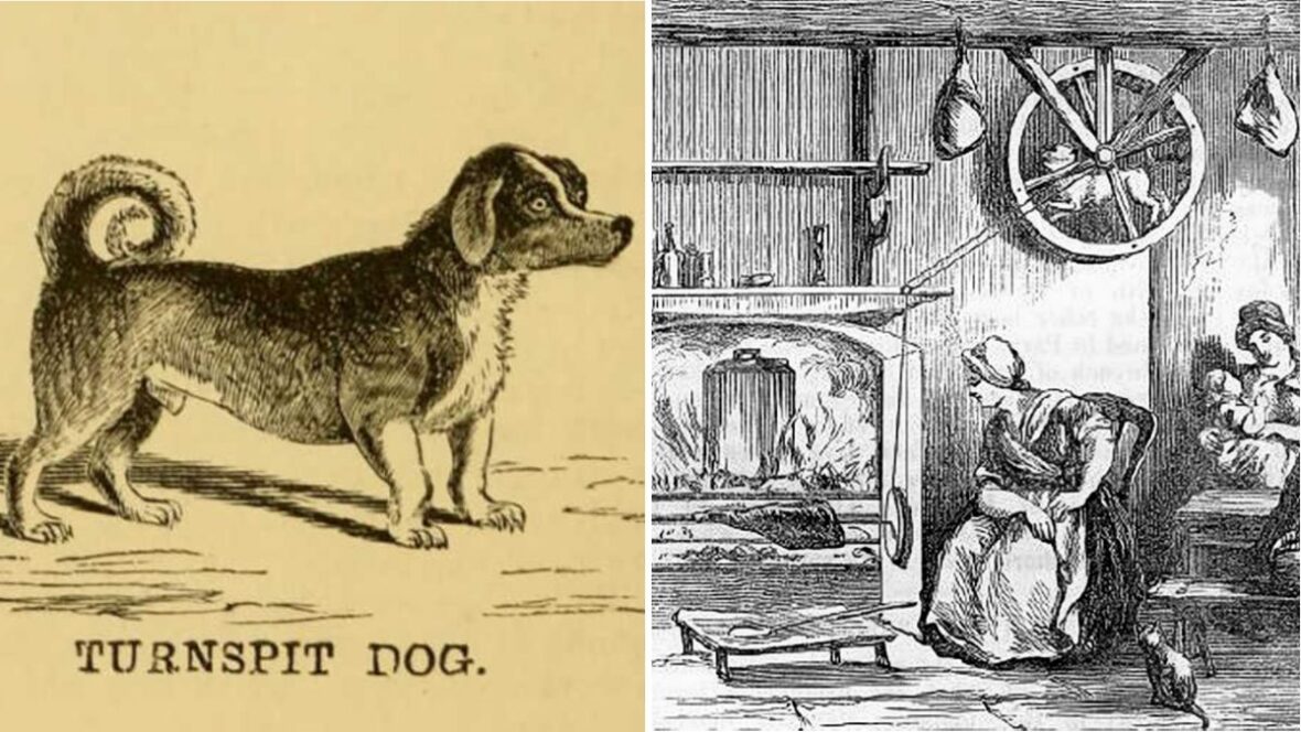 The extinct dog that once powered kitchens by running in a wheel