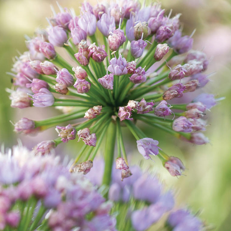 This is the one flower you need to attract bees in the summer