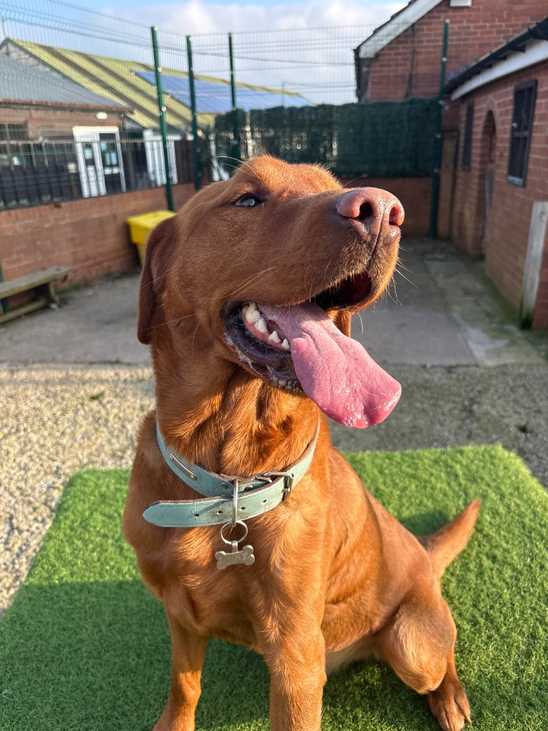 Photo inspiration: Picture Idea: 19 Fabulous Dogs Up For Adoption At Thornberry Animal Sanctuary